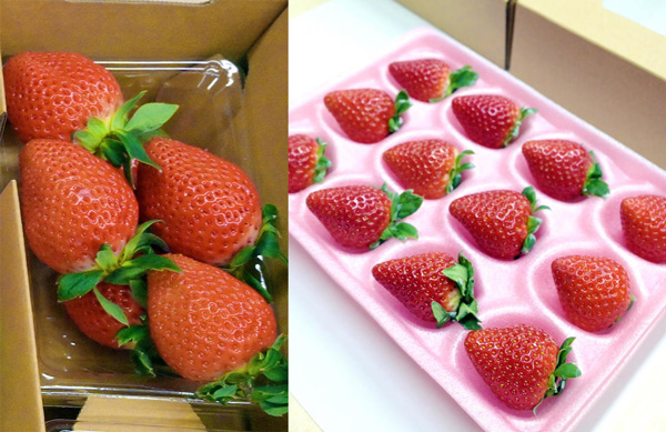 三重県いちご共進会開く 期待の新品種「うた乃」も初出品 三重県園芸